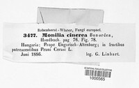 Monilinia laxa image